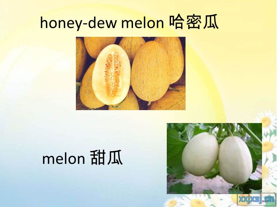 honey-dew melon 哈密瓜 melon 甜瓜