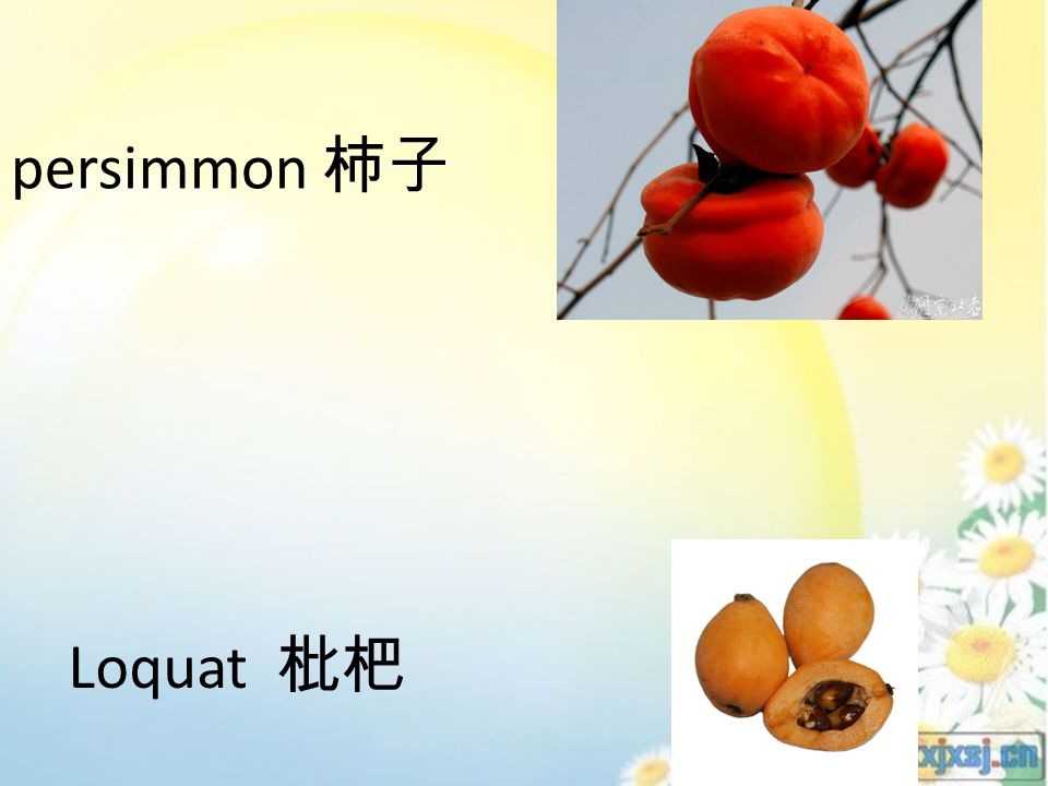 persimmon 柿子 Loquat 枇杷