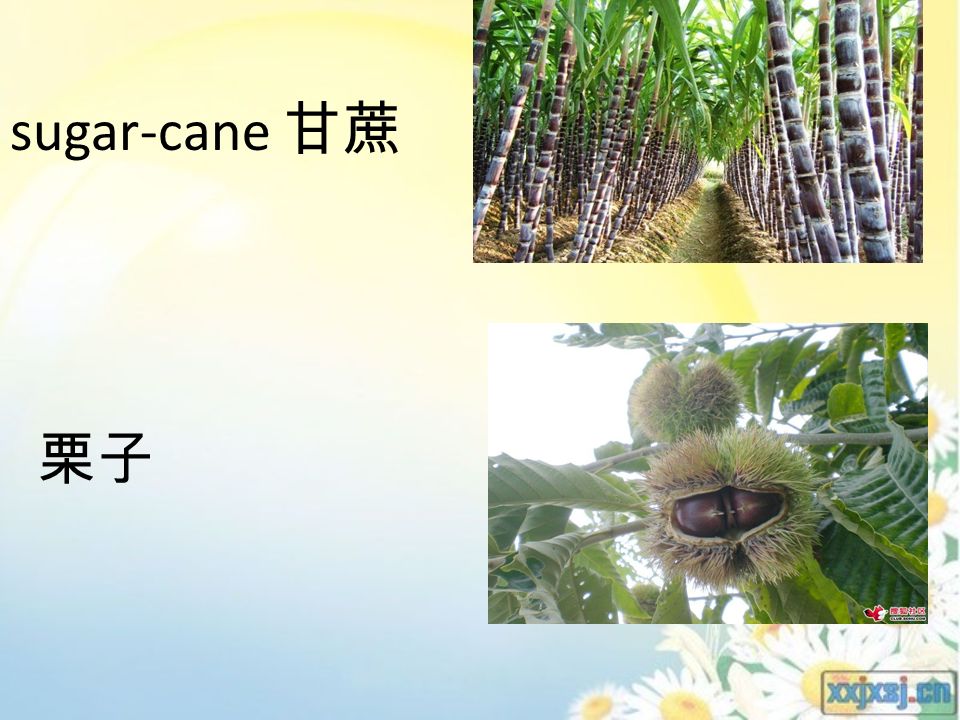 sugar-cane 甘蔗 栗子
