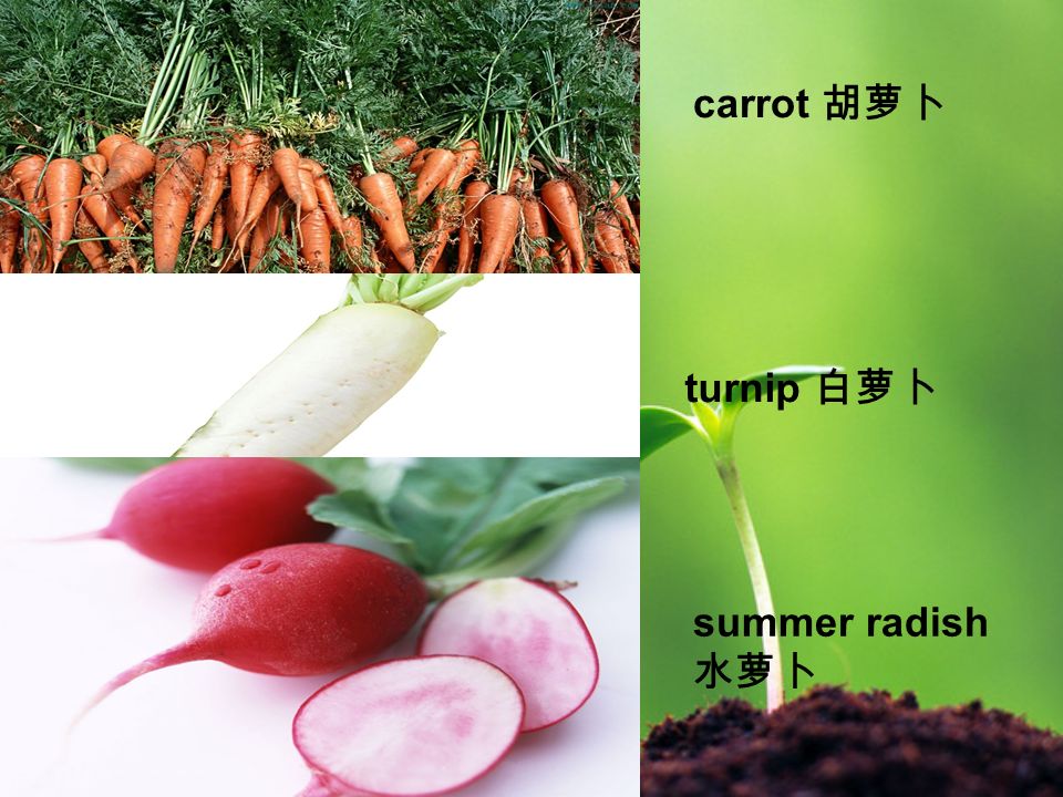 carrot 胡萝卜 turnip 白萝卜 summer radish 水萝卜