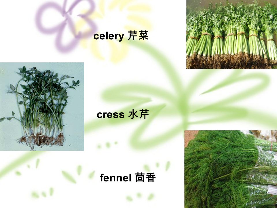 cress 水芹 celery 芹菜 fennel 茴香