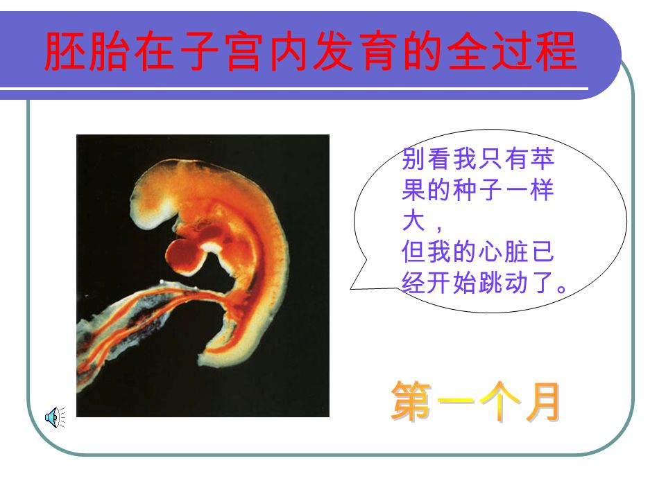 胎儿的血管 母亲的血管母亲的血管 胎盘 脐带 胎儿
