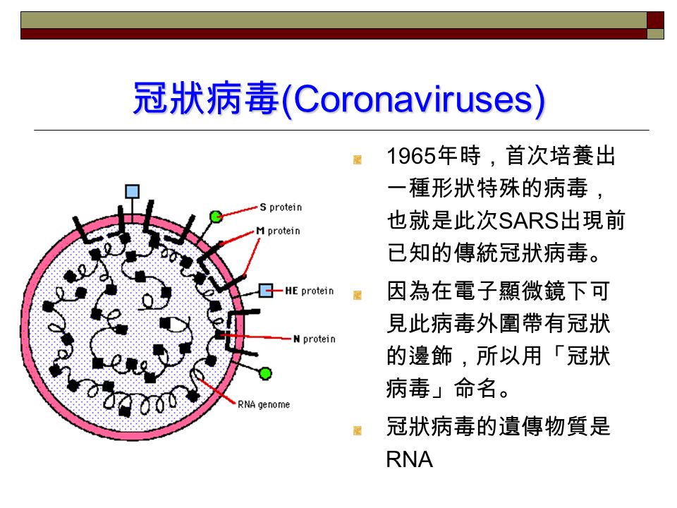 冠狀病毒 (Coronaviruses) 1965 年時，首次培養出 一種形狀特殊的病毒， 也就是此次 SARS 出現前 已知的傳統冠狀病毒。 因為在電子顯微鏡下可 見此病毒外圍帶有冠狀 的邊飾，所以用「冠狀 病毒」命名。 冠狀病毒的遺傳物質是 RNA
