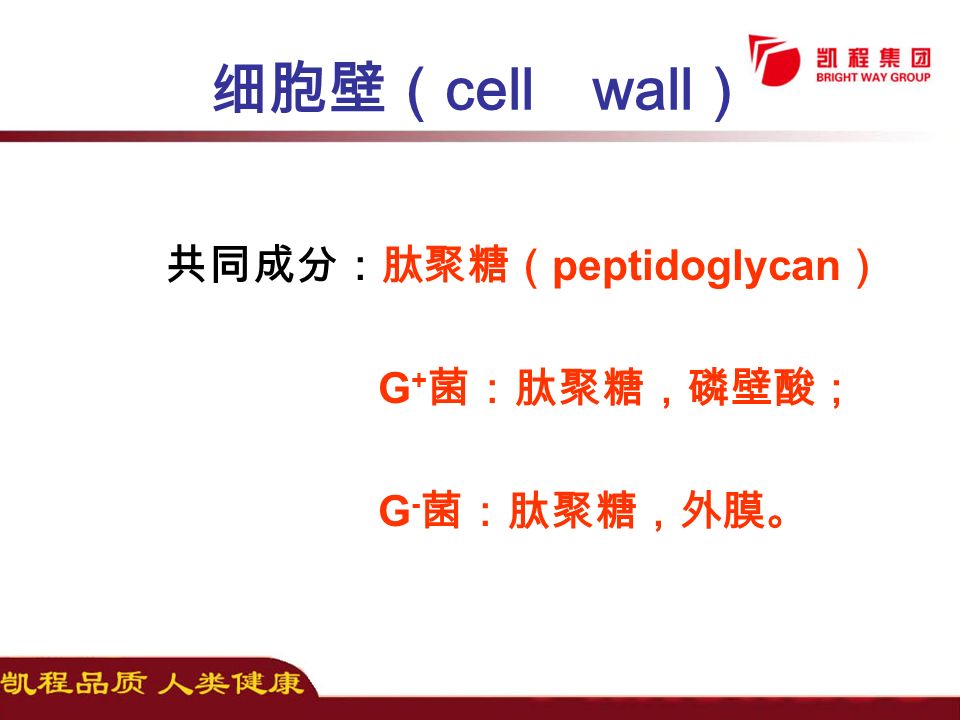 共同成分：肽聚糖（ peptidoglycan ） G + 菌：肽聚糖，磷壁酸； G - 菌：肽聚糖，外膜。 细胞壁（ cell wall ）
