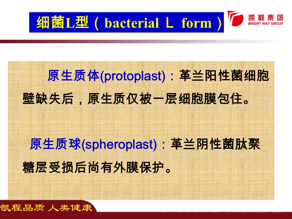 原生质体 (protoplast) ：革兰阳性菌细胞 壁缺失后，原生质仅被一层细胞膜包住。 原生质球 (spheroplast) ：革兰阴性菌肽聚 糖层受损后尚有外膜保护。 细菌 L 型（ bacterial Ｌ form ）