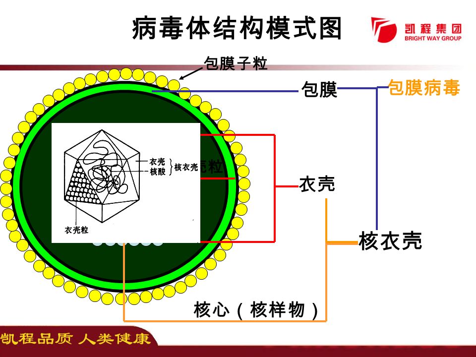 壳粒 衣壳 核心（核样物） 核衣壳 包膜 包膜病毒 包膜子粒 病毒体结构模式图