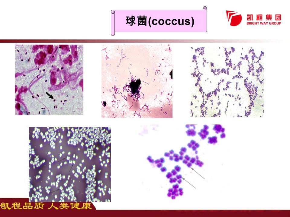 球菌 (coccus)