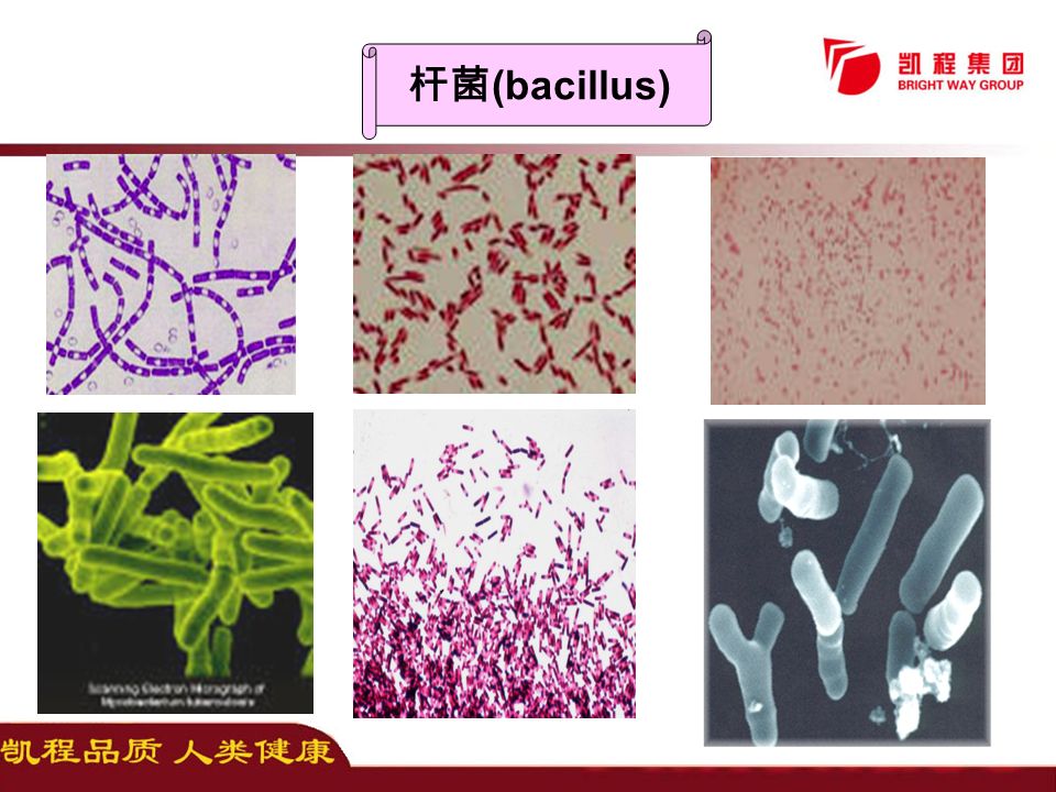 杆菌 (bacillus)