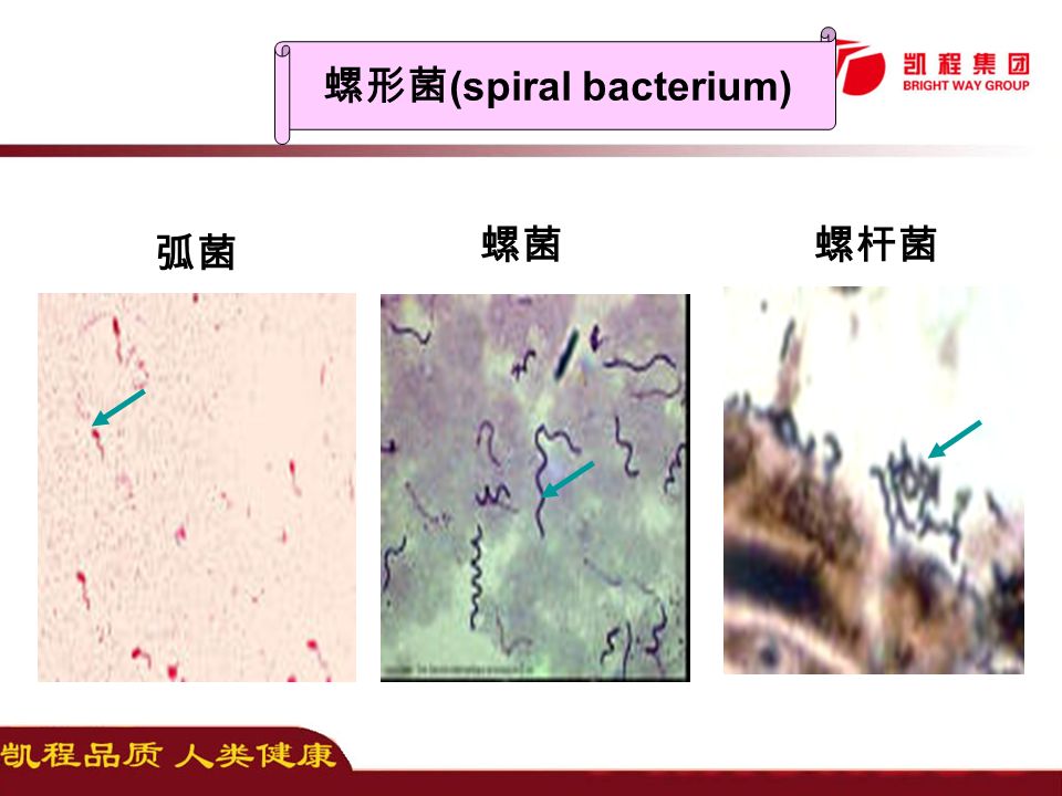 弧菌 螺菌螺杆菌 螺形菌 (spiral bacterium)