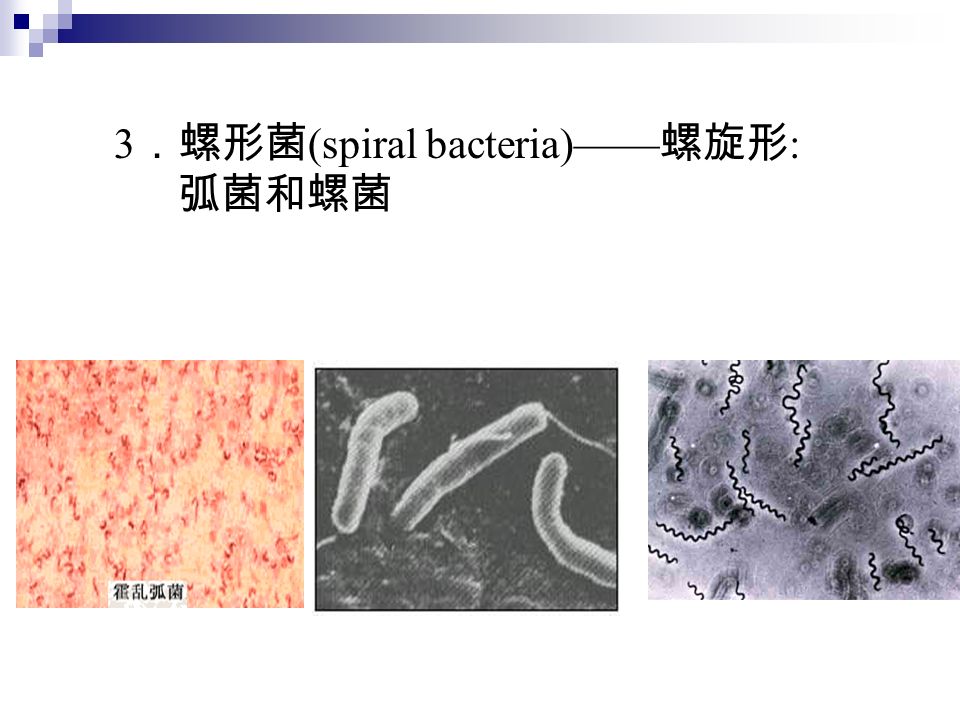 3 ．螺形菌 (spiral bacteria)—— 螺旋形 : 弧菌和螺菌