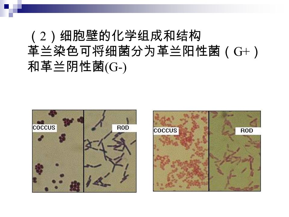 （ 2 ）细胞壁的化学组成和结构 革兰染色可将细菌分为革兰阳性菌（ G+ ） 和革兰阴性菌 (G-)