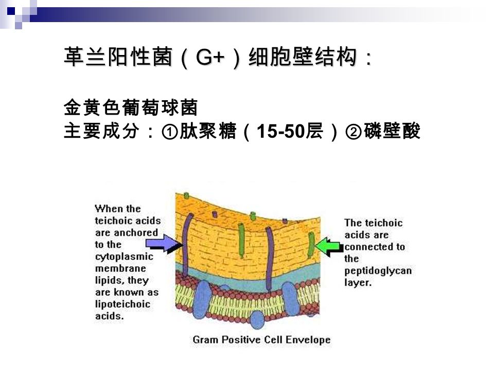 革兰阳性菌（ G+ ）细胞壁结构： 金黄色葡萄球菌 主要成分：①肽聚糖（ 层）②磷壁酸