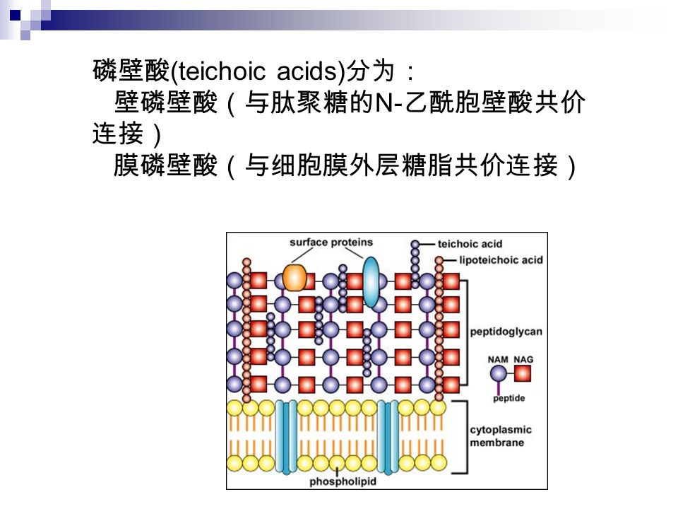 磷壁酸 (teichoic acids) 分为： 壁磷壁酸（与肽聚糖的 N- 乙酰胞壁酸共价 连接） 膜磷壁酸（与细胞膜外层糖脂共价连接）