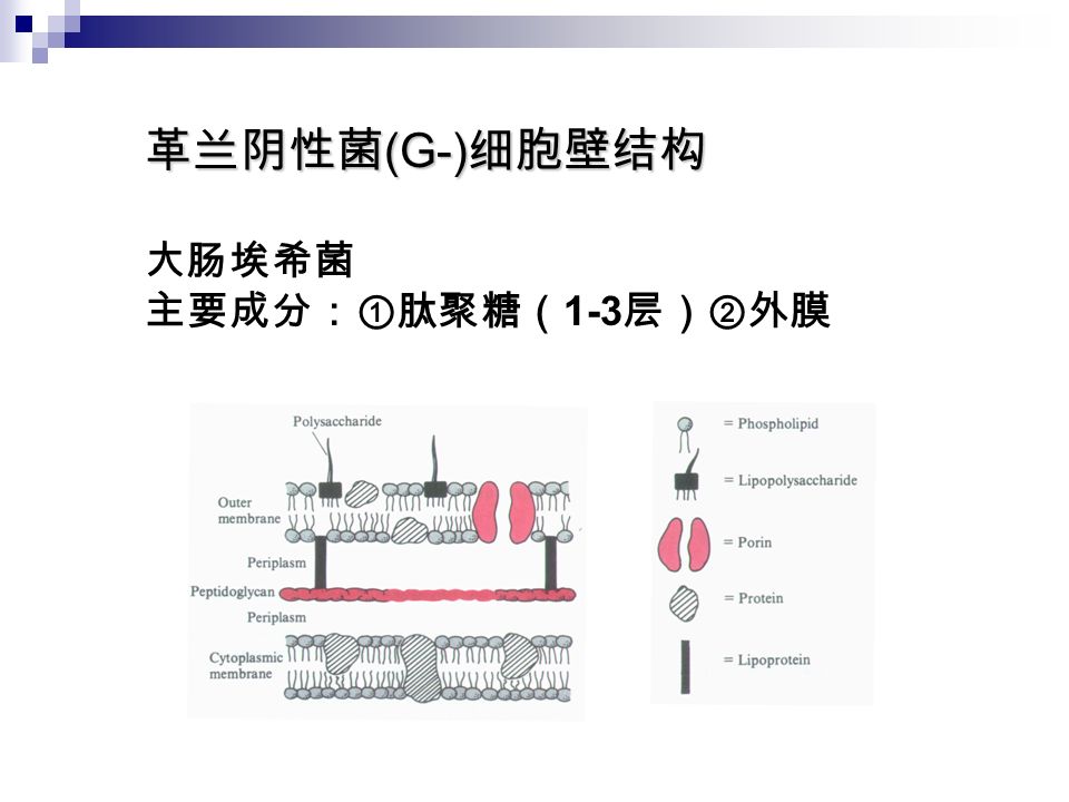 革兰阴性菌 (G-) 细胞壁结构 大肠埃希菌 主要成分：①肽聚糖（ 1-3 层）②外膜