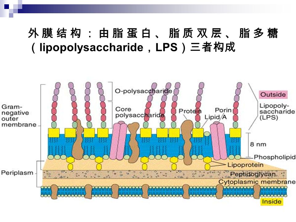 外膜结构：由脂蛋白、脂质双层、脂多糖 （ lipopolysaccharide ， LPS ）三者构成