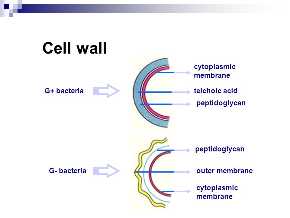 Cell wall G+ bacteria G- bacteria cytoplasmic membrane teichoic acid peptidoglycan outer membrane cytoplasmic membrane