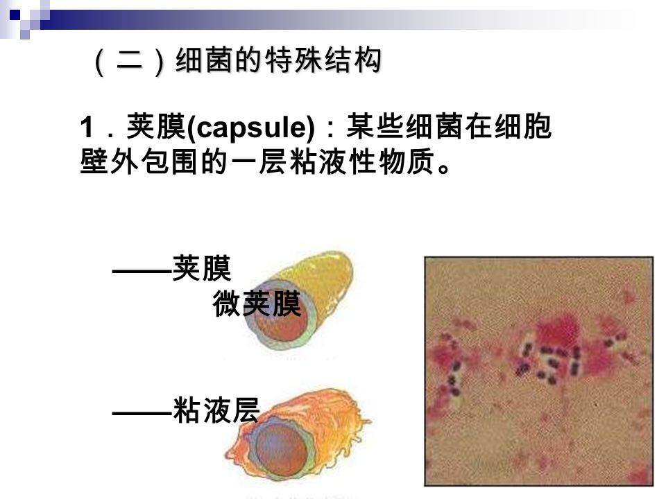 （二）细菌的特殊结构 1 ．荚膜 (capsule) ：某些细菌在细胞 壁外包围的一层粘液性物质。 —— 荚膜 微荚膜 —— 粘液层