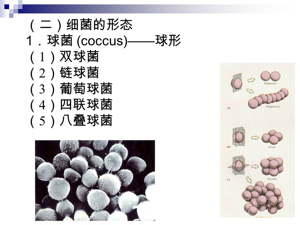（二）细菌的形态 1 ．球菌 (coccus)—— 球形 （ 1 ）双球菌 （ 2 ）链球菌 （ 3 ）葡萄球菌 （ 4 ）四联球菌 （ 5 ）八叠球菌