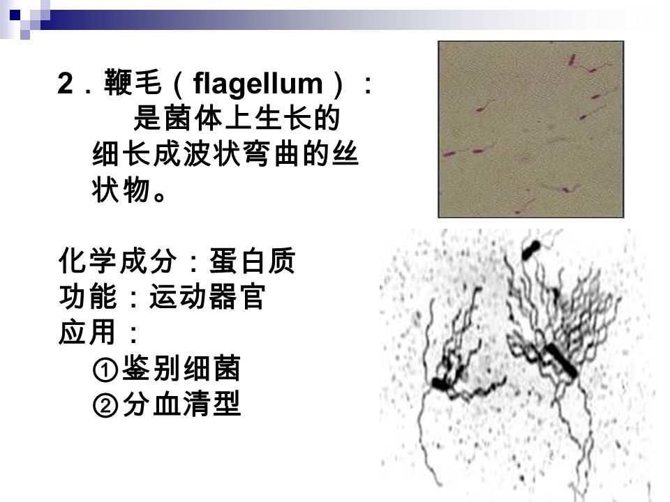 2 ．鞭毛（ flagellum ）： 是菌体上生长的 细长成波状弯曲的丝 状物。 化学成分：蛋白质 功能：运动器官 应用： ①鉴别细菌 ②分血清型