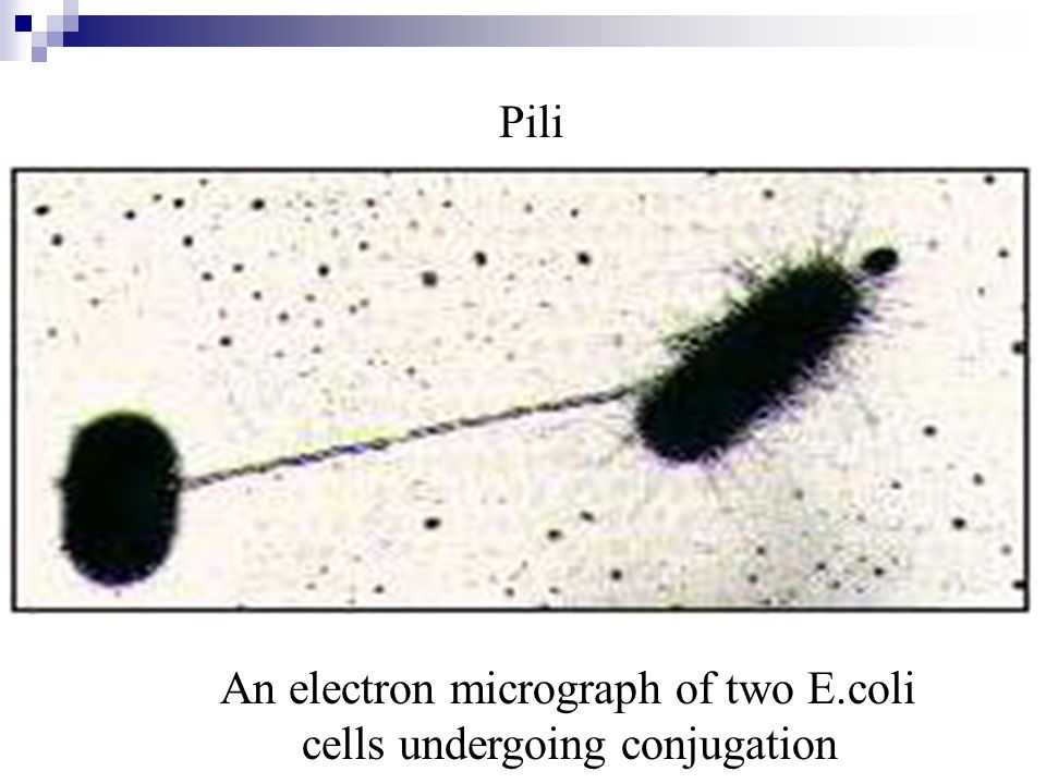 Pili An electron micrograph of two E.coli cells undergoing conjugation