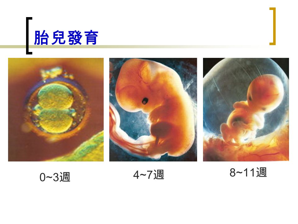 胎兒發育 0~3 週 4~7 週 8~11 週