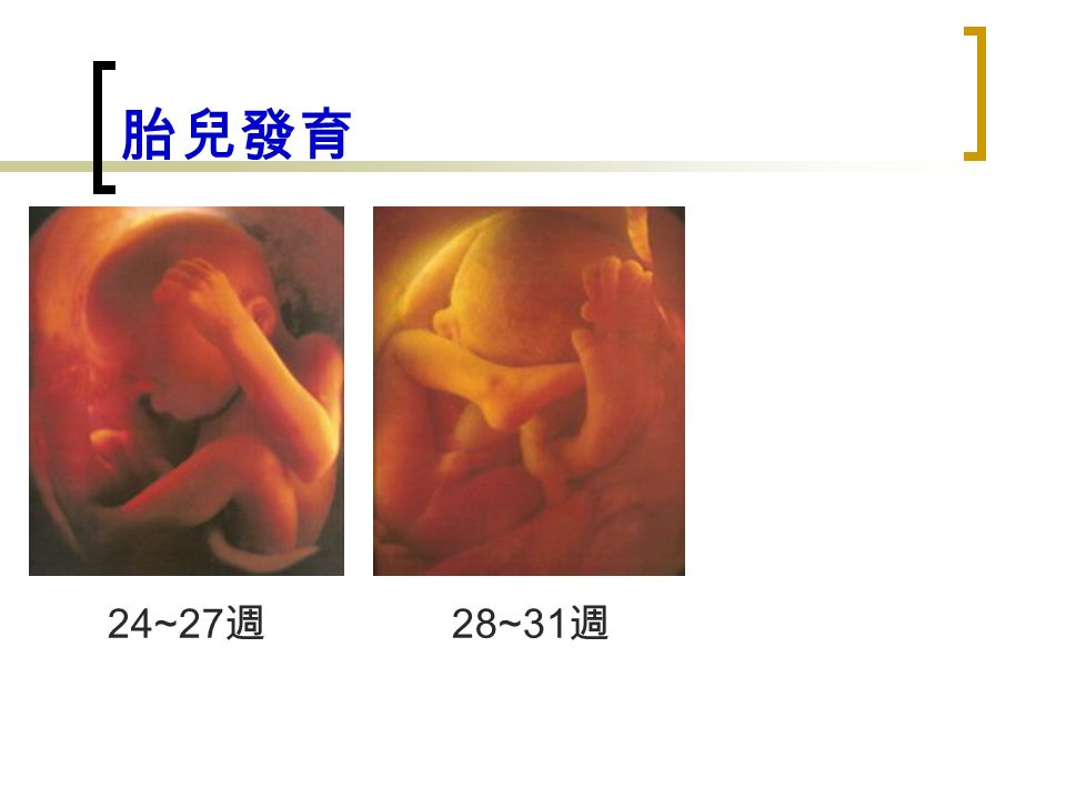 胎兒發育 24~27 週 28~31 週