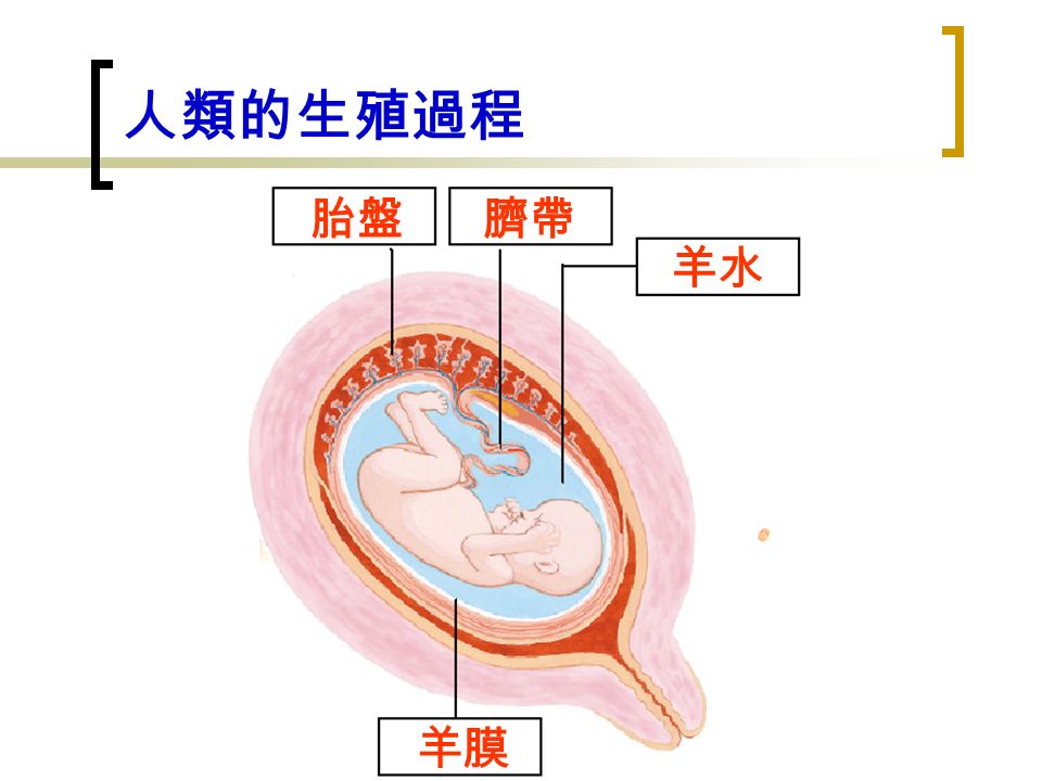 人類的生殖過程 胎盤臍帶 羊水 羊膜