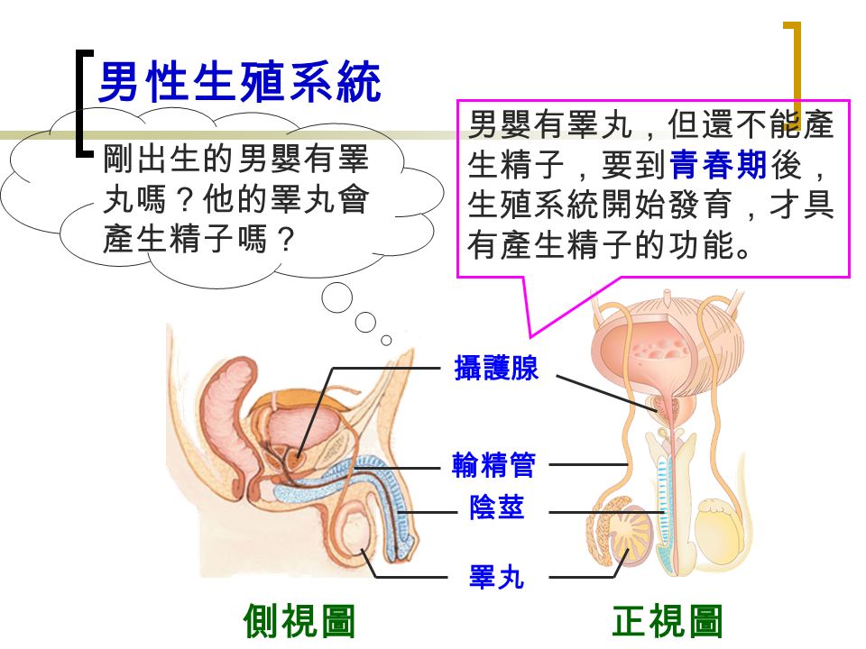 男性生殖系統 攝護腺 輸精管 陰莖 睪丸 側視圖正視圖 剛出生的男嬰有睪 丸嗎？他的睪丸會 產生精子嗎？ 男嬰有睪丸，但還不能產 生精子，要到青春期後， 生殖系統開始發育，才具 有產生精子的功能。