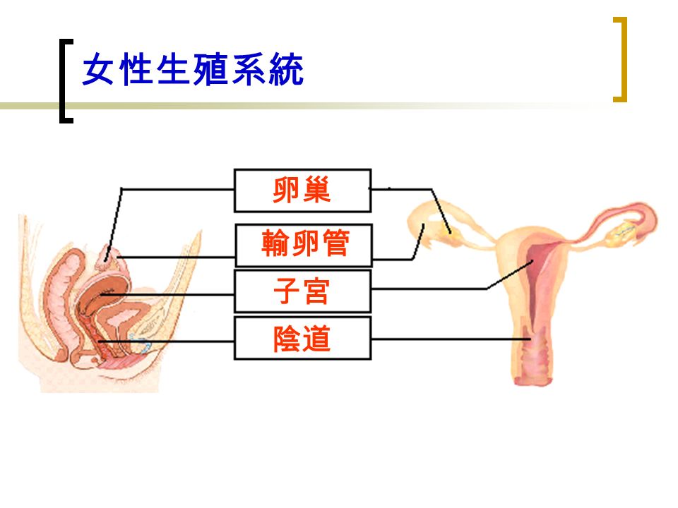 女性生殖系統 卵巢 輸卵管 子宮 陰道