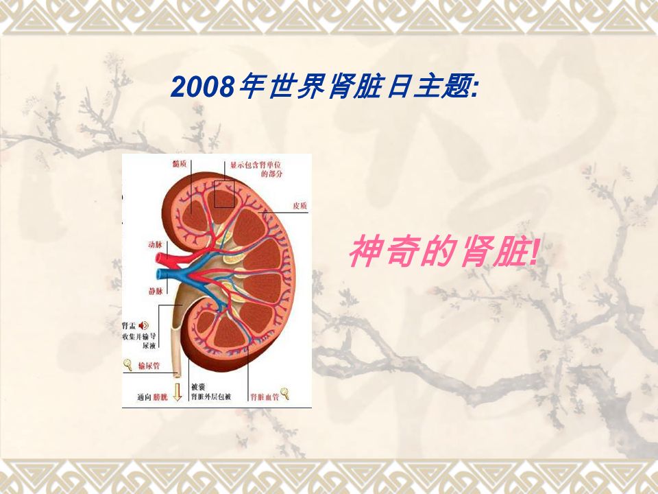 2008 年世界肾脏日主题 : 神奇的肾脏 !