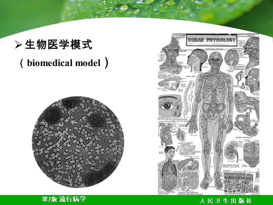 第 7 版 流行病学 人 民 卫 生 出 版 社人 民 卫 生 出 版 社  生物医学模式 （ biomedical model ）