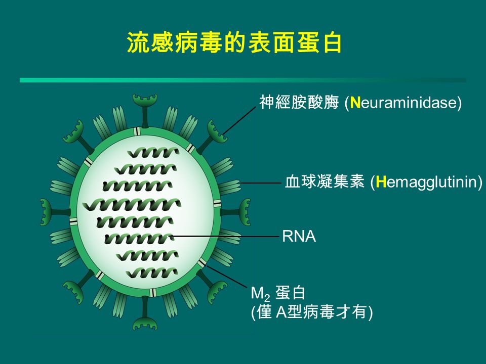 神經胺酸脢 (Neuraminidase) 血球凝集素 (Hemagglutinin) RNA M 2 蛋白 ( 僅 A 型病毒才有 ) 流感病毒的表面蛋白