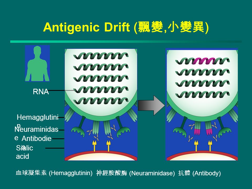 RNA Hemagglutini n Neuraminidas e Antibodie s Sialic acid Antigenic Drift ( 飄變, 小變異 ) 血球凝集素 (Hemagglutinin) 神經胺酸脢 (Neuraminidase) 抗體 (Antibody)