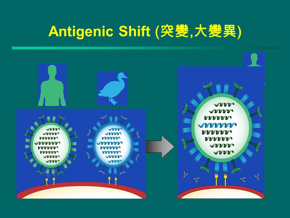 Antigenic Shift ( 突變, 大變異 )