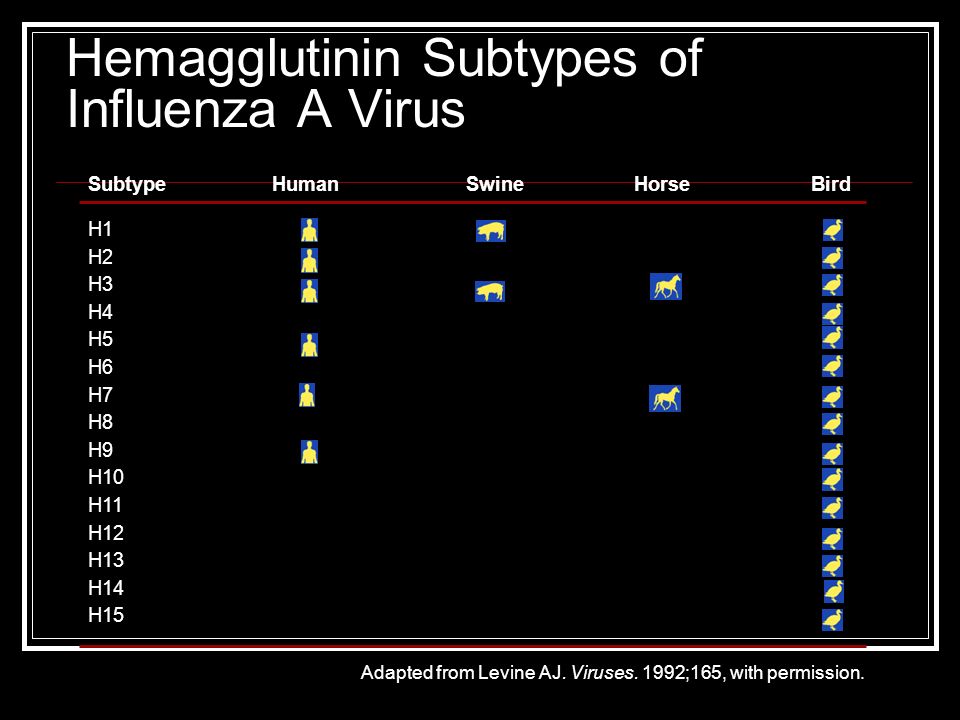 Adapted from Levine AJ. Viruses. 1992;165, with permission.