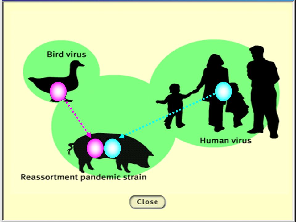 病毒突變 大突變 (Antigenic shift) 因豬感染人及鳥的流感病毒，病毒發生基 因重組 (reassortment) 產生新種病毒，再 感染人，造成人與人之間傳染 人同時感染兩種病毒，產生新病毒 小突變 (Antigenic drift) 因病毒基因複製過程錯誤產生小的突變