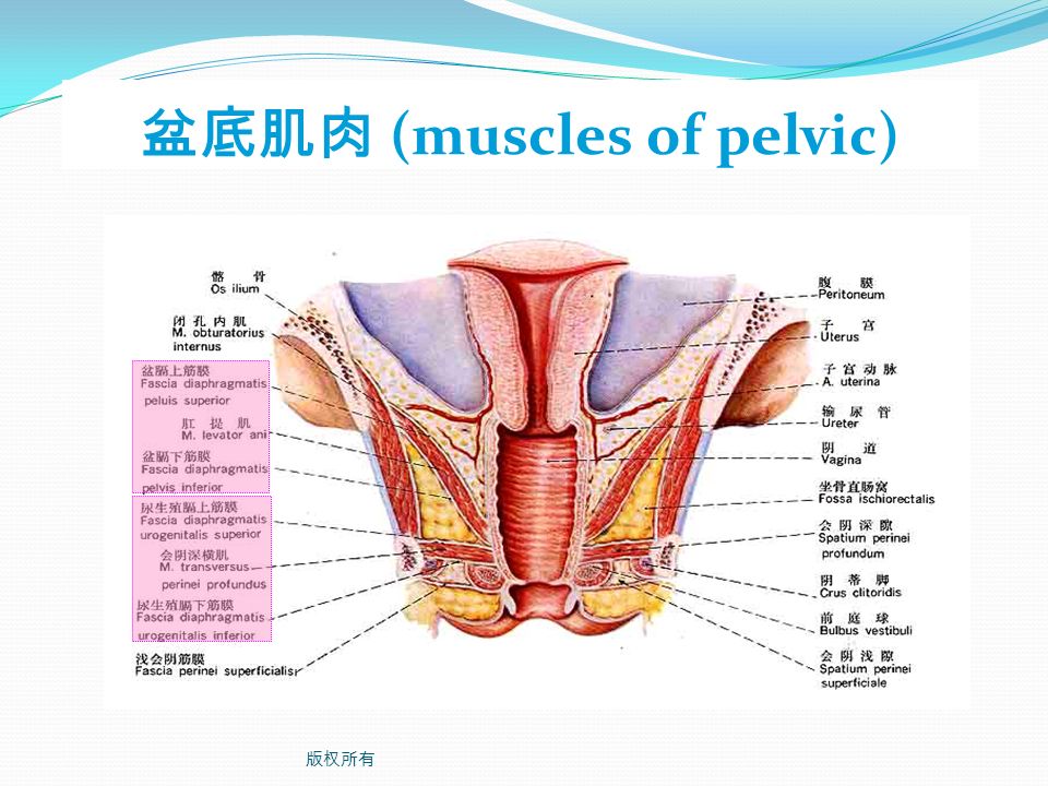 盆底肌肉 (muscles of pelvic) 版权所有