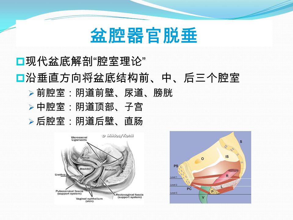 盆腔器官脱垂  现代盆底解剖 腔室理论  沿垂直方向将盆底结构前、中、后三个腔室  前腔室：阴道前壁、尿道、膀胱  中腔室：阴道顶部、子宫  后腔室：阴道后壁、直肠