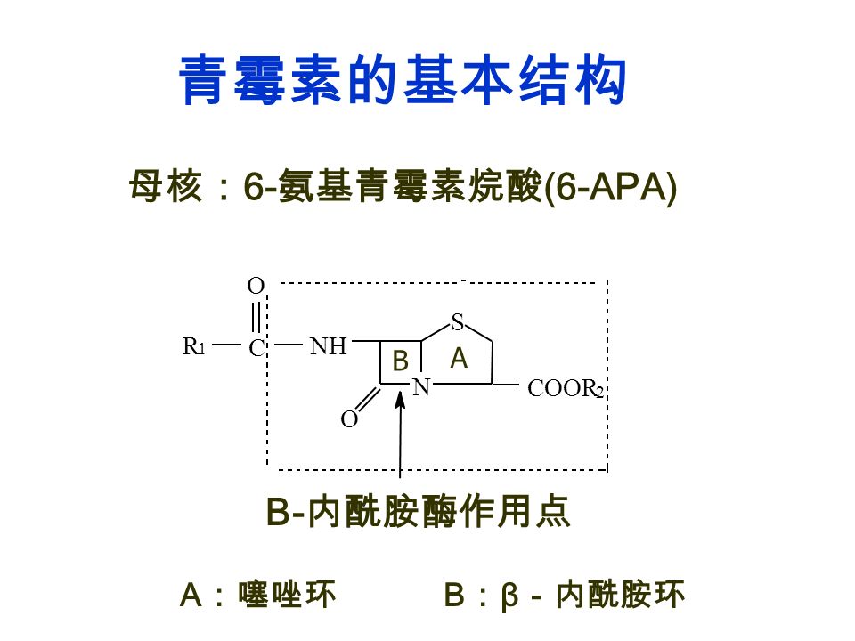 N S COOR 2 O NH C R 1 O 青霉素的基本结构 Β- 内酰胺酶作用点 母核： 6- 氨基青霉素烷酸 (6-APA) B ： β －内酰胺环 B A A ：噻唑环