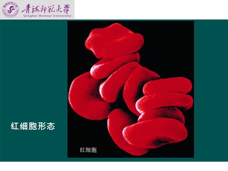 第三节 血细胞生理 一 红细胞 （一）红细胞形态、数量和机能 男子（ ） ×10 12 /L 女子（ ） ×10 12 /L