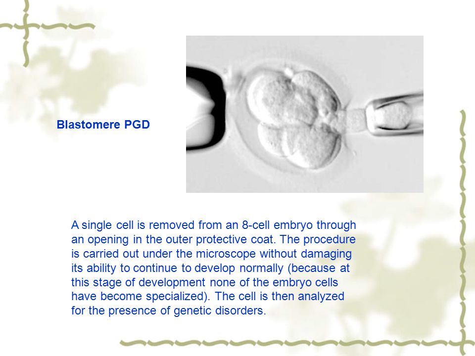 A single cell is removed from an 8-cell embryo through an opening in the outer protective coat.