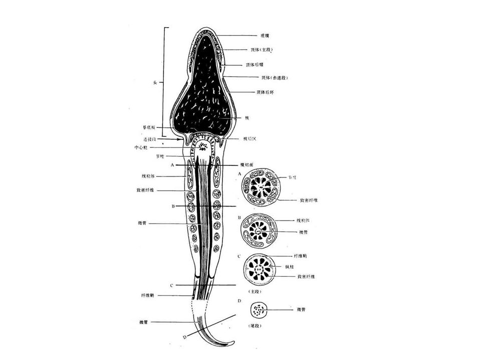 锥形头精子图片
