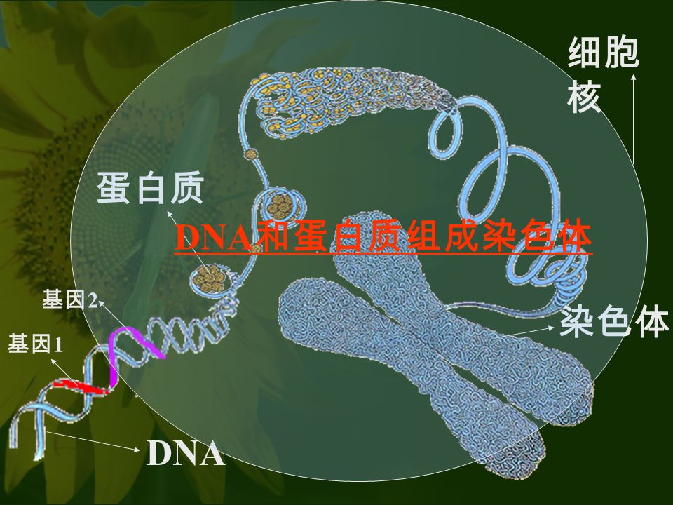 DNA 蛋白质 染色体 基因 1 基因 2 细胞 核 DNA 和蛋白质组成染色体