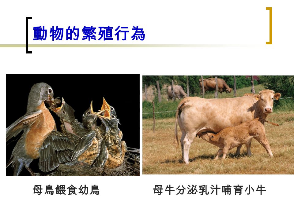 母鳥餵食幼鳥母牛分泌乳汁哺育小牛 動物的繁殖行為