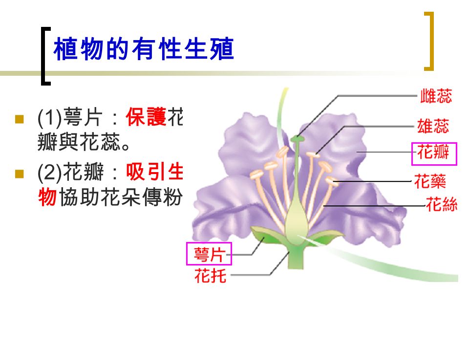 (1) 萼片：保護花 瓣與花蕊。 (2) 花瓣：吸引生 物協助花朵傳粉。 植物的有性生殖