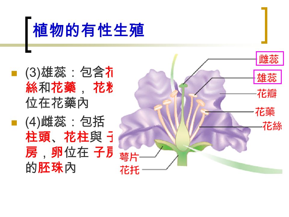 (3) 雄蕊：包含花 絲和花藥， 花粉 位在花藥內 (4) 雌蕊：包括 柱頭、花柱與 子 房，卵位在 子房 的胚珠內 植物的有性生殖