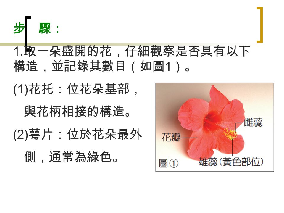 步 驟： 1. 取一朵盛開的花，仔細觀察是否具有以下 構造，並記錄其數目（如圖 1 ）。 (1) 花托：位花朵基部， 與花柄相接的構造。 (2) 萼片：位於花朵最外 側，通常為綠色。