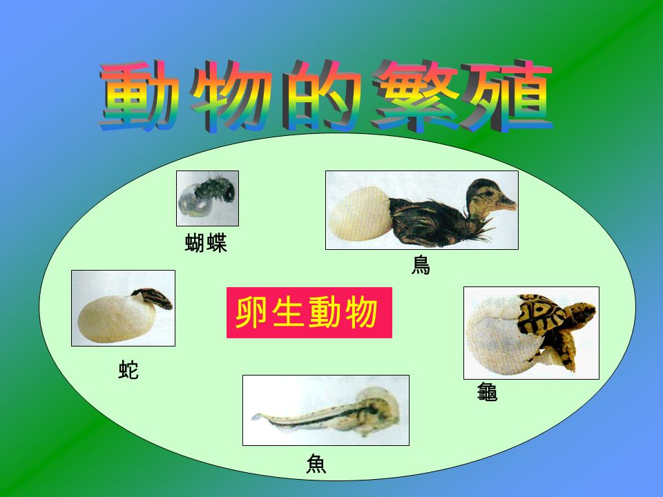 卵生動物 蝴蝶 蛇 魚 龜 鳥