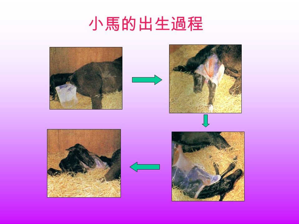 小馬的出生過程
