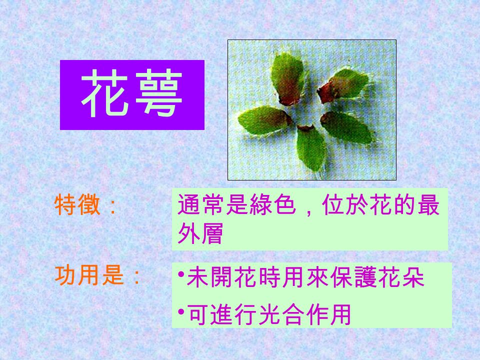 花萼 特徵：通常是綠色，位於花的最 外層 功用是： 未開花時用來保護花朵 可進行光合作用